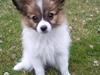 Papillon Charlie