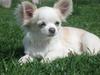 Chihuahua Mario DKCH