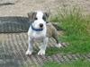 Amerikansk staffordshire terrier Ticon