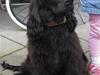 Cocker spaniel Charlie solgt:'(