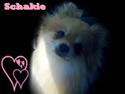 Pomeranian Schakie <3 - Min egen