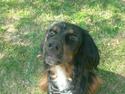 Gordon setter don olsen R.I.P (4/8-09)