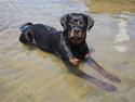Rottweiler Rico R.I.P 9-7-2009