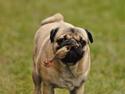 Mops Felix <3 (: