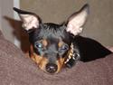 Dvaergpinscher cherrie