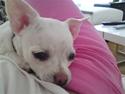 Chihuahua Malou
