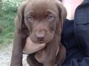 Labrador retriever Bonzo
