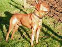 Rhodesian ridgeback peter