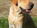 Labrador retriever Chester