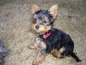 Yorkshire terrier Freja