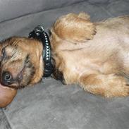 Miniature gravhund Amdi