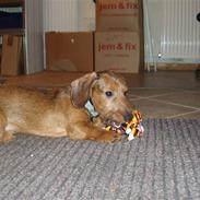 Miniature gravhund Amdi