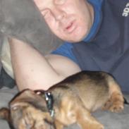 Miniature gravhund Amdi