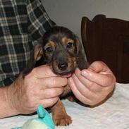 Miniature gravhund Amdi