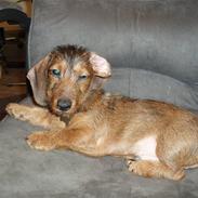 Miniature gravhund Amdi