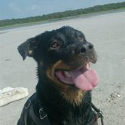 Rottweiler divaR.I.P. (29-6-10)