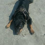 Rottweiler divaR.I.P. (29-6-10)