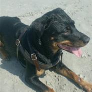 Rottweiler divaR.I.P. (29-6-10)