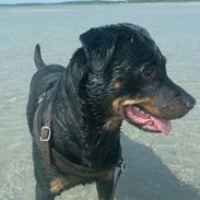 Rottweiler divaR.I.P. (29-6-10)