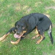 Rottweiler divaR.I.P. (29-6-10)