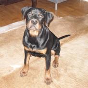 Rottweiler Tyson