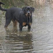 Rottweiler Tyson