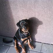 Rottweiler Tyson