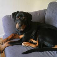 Rottweiler Tyson