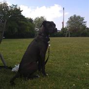 Blanding af racer Kenzo 