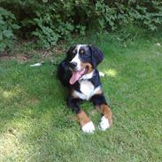 Berner sennenhund Bella