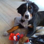 Berner sennenhund Bella