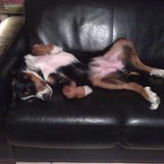 Berner sennenhund Bella