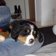 Berner sennenhund Bella