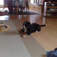 Berner sennenhund Bella