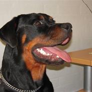 Rottweiler Rico R.I.P 9-7-2009