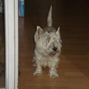 West highland white terrier "Romeo"<3 (romse)