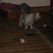 West highland white terrier "Romeo"<3 (romse)