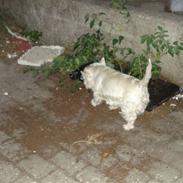 West highland white terrier "Romeo"<3 (romse)