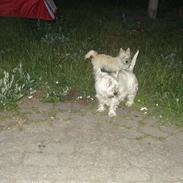 West highland white terrier "Romeo"<3 (romse)