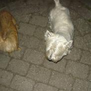 West highland white terrier "Romeo"<3 (romse)