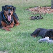 Blanding af racer Tyson