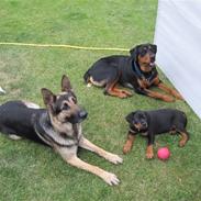 Blanding af racer Tyson