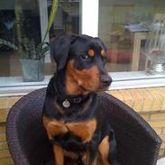 Blanding af racer Tyson