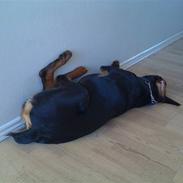 Blanding af racer Tyson