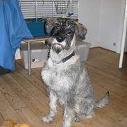 Riesenschnauzer GD Fleur Felizia