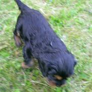 Cavalier king charles spaniel Cavolines Balou