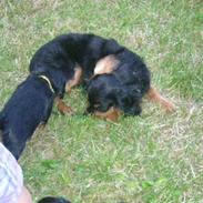 Cavalier king charles spaniel Cavolines Balou