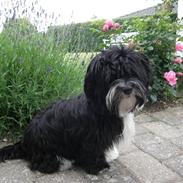 Bichon havanais Chili