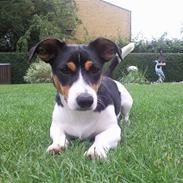 Jack russell terrier Loui