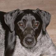 Blanding af racer Freja